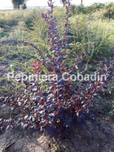 Berberis vulgaris atropurpurea