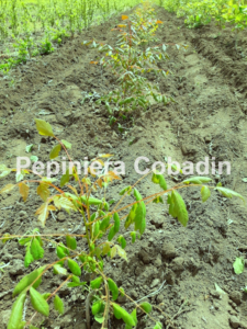Koelreuteria paniculata in pepiniera