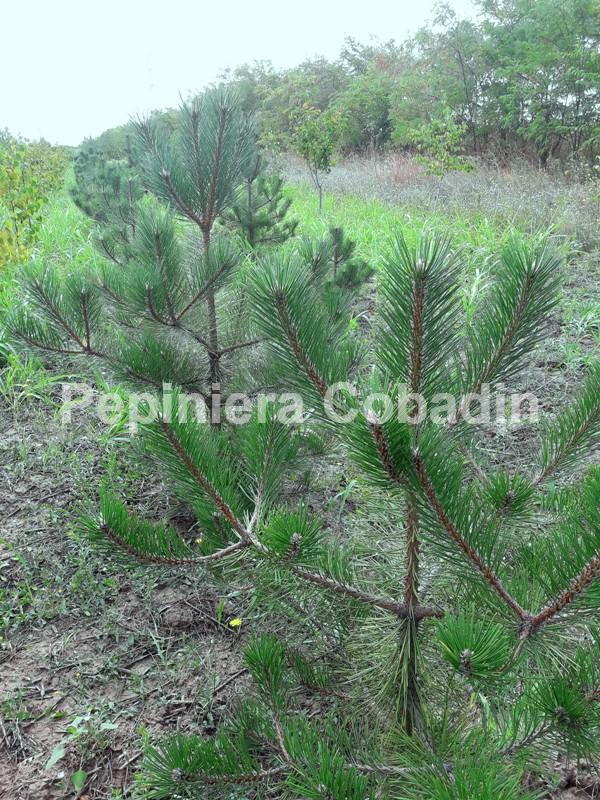 Plausible Formulate Already Pinus nigra – Pin negru | Pepiniera Cobadin Constanta