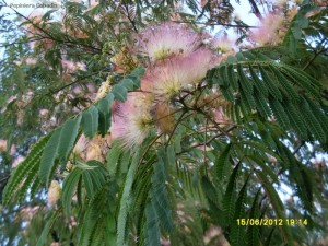 Albizia julibrissin - Arborele de matase