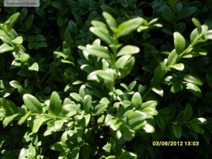 Buxus sempervirens - frunze