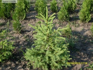 Molid - Picea abies