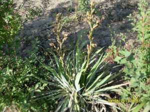 Yucca filamentosa in pepiniera